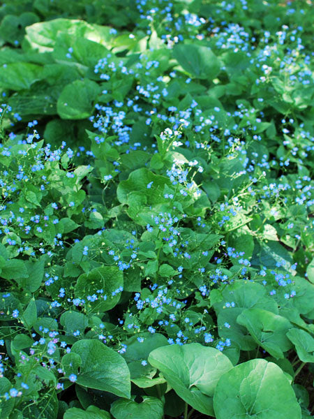 Brunnera macrophylla (False Forget-me-not/Siberian Bugloss)