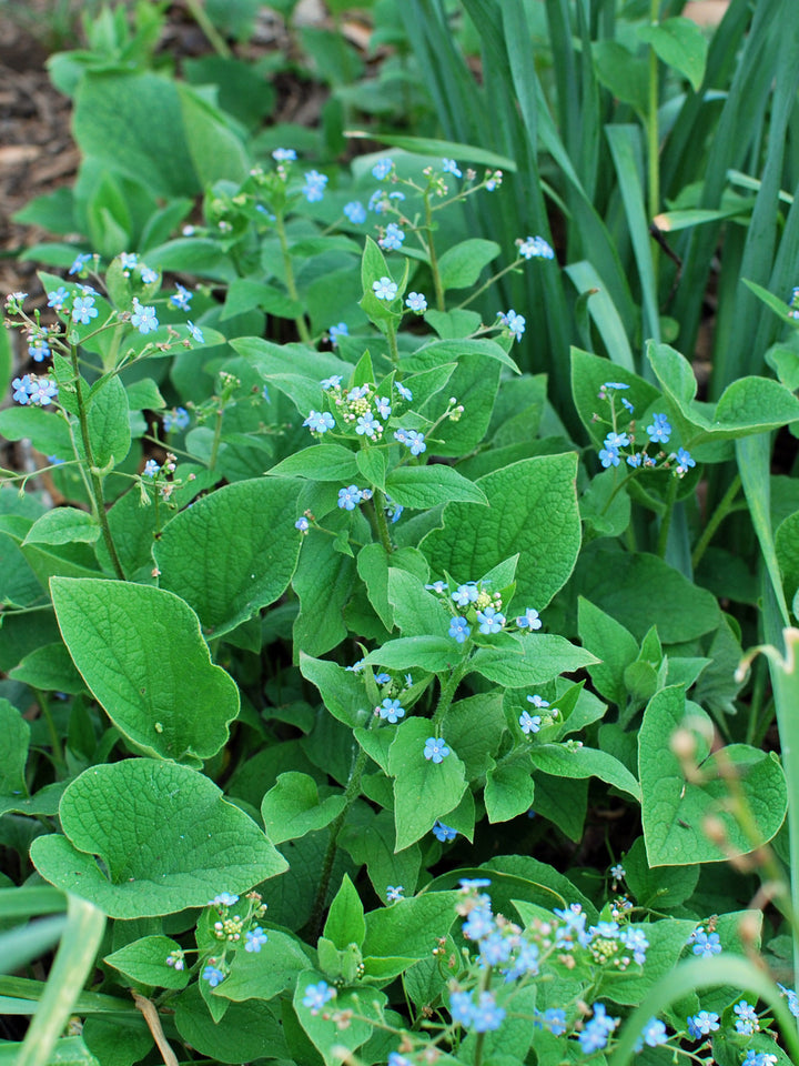 Brunnera macrophylla (False Forget-me-not/Siberian Bugloss)