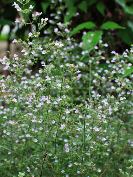 Calamintha nepeta 'Blue Cloud' (Calamint)