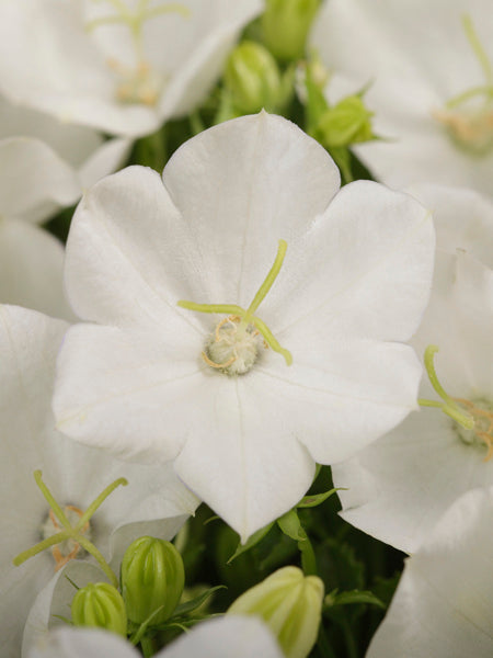 Campanula carpatica 'Rapido White' (Carpathian Bellflower)