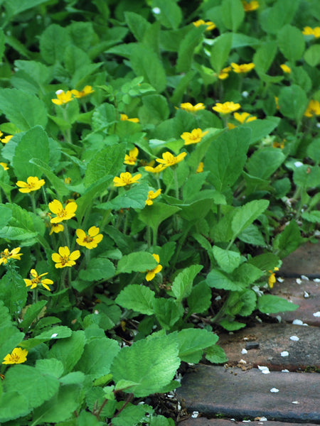 Chrysogonum virginianum var. australe (Green and Gold)