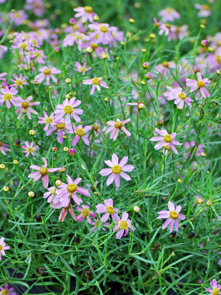 Coreopsis rosea 'American Dream' (Tickseed)