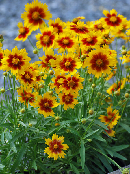 Coreopsis Uptick™ Gold & Bronze (Tickseed)