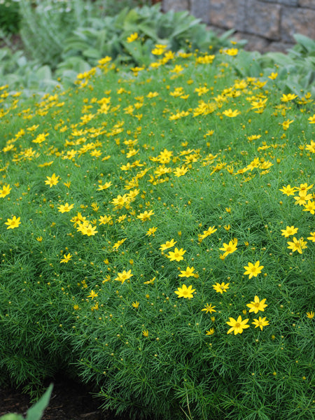 Coreopsis verticillata 'Zagreb' (Tickseed)