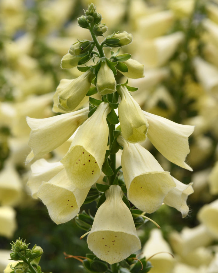 Digitalis x Arctic Fox™ Lemon Cream (Foxglove)