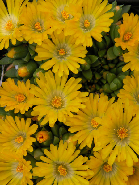 Delosperma congestum 'Gold Nugget' (Ice Plant)