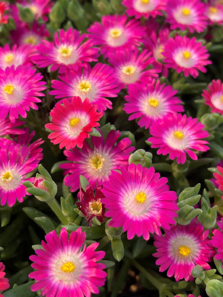 Delosperma J.o.D. 'Amethyst’ (Jewel of the Desert Series Ice Plant)