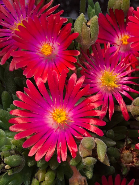 Delosperma J.o.D. 'Garnet’ (Jewel of the Desert Series Ice Plant)