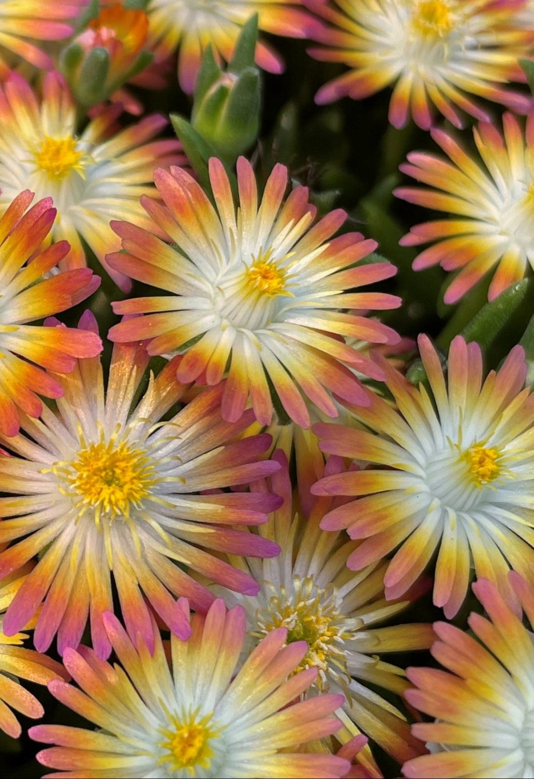 Delosperma J.o.D. 'Ruby’ (Jewel of the Desert Series Ice Plant)