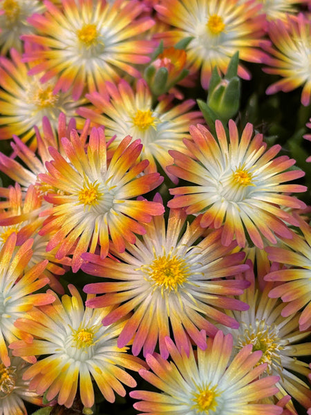 Delosperma J.o.D. 'Ruby’ (Jewel of the Desert Series Ice Plant)