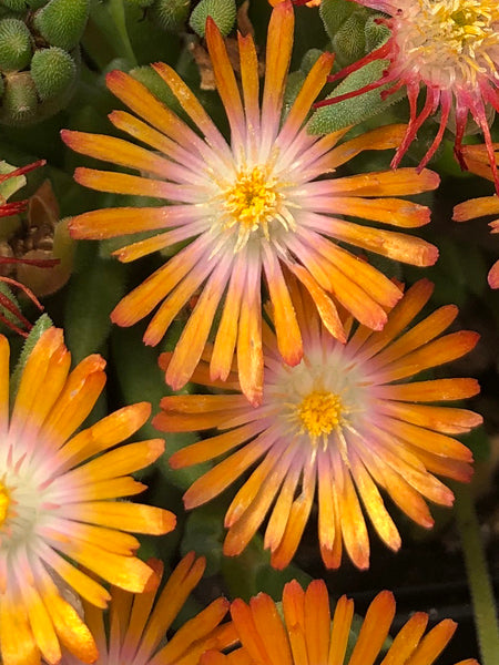 Delosperma J.o.D. 'Topaz’ (Jewel of the Desert Series Ice Plant)