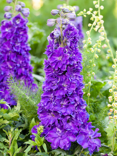 Delphinium Delgenius™ 'Kingsley' (Larkspur)