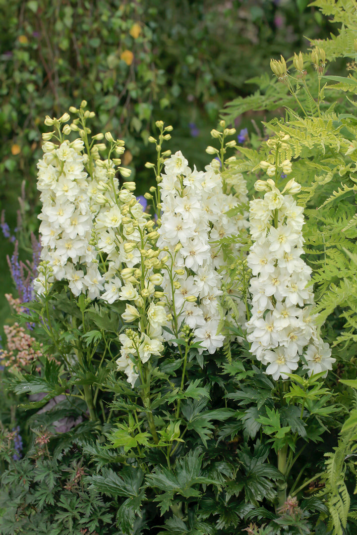 Delphinium Delgenius™ ‘Neva’ (Larkspur)