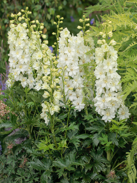 Delphinium Delgenius™ ‘Neva’ (Larkspur)