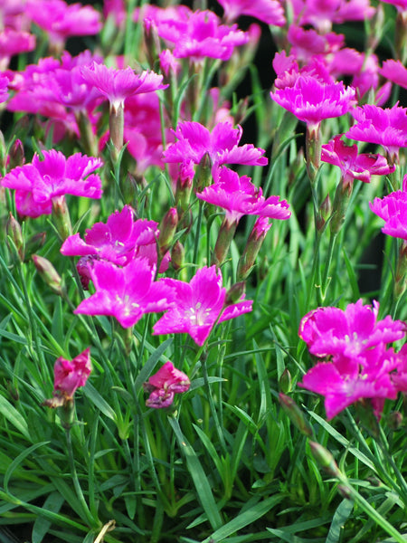 Dianthus x Beauties® 'Kahori' (Garden Pinks)