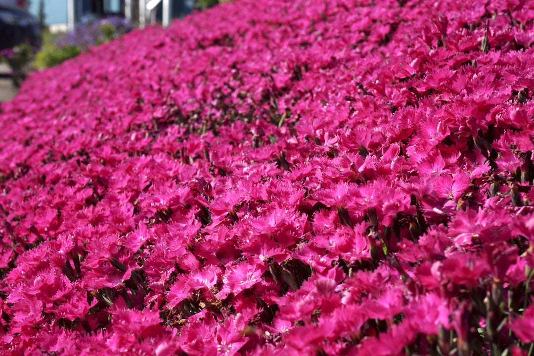 Dianthus Vivid™ Bright Light (Garden Pinks)