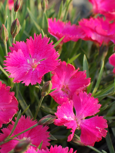 Dianthus Vivid™ Bright Light (Garden Pinks)