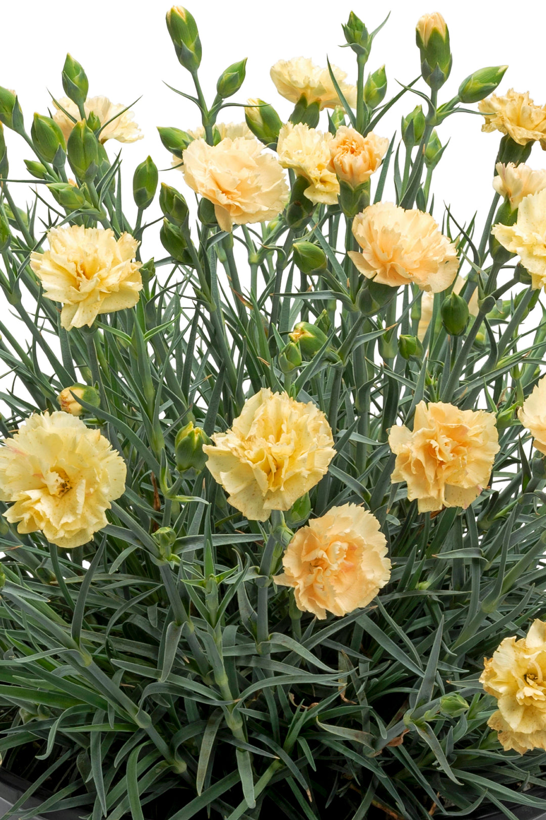 Dianthus Premier™ Hello Yellow® (Garden Pinks)