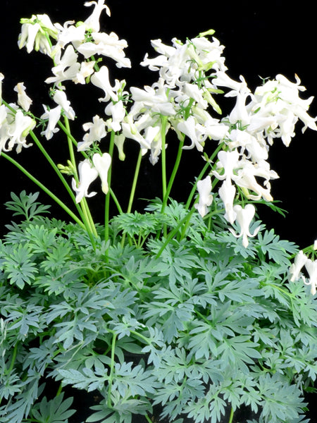 Dicentra Amore™ 'Titanium' (Bleeding Heart)