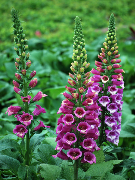 Digitalis purpurea 'Candy Mountain' (Foxglove)