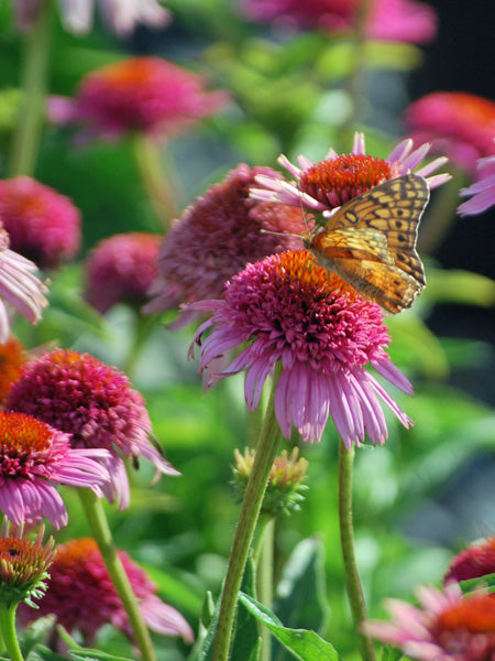 Echinacea x purpurea 'Butterfly Kisses' (Coneflower)