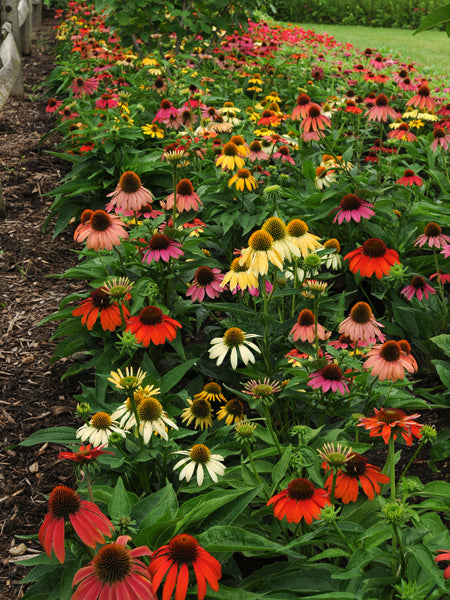 Echinacea x purpurea 'Cheyenne Spirit' (Coneflower)