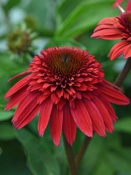 Echinacea Double Scoop™ Strawberry Deluxe (Coneflower)