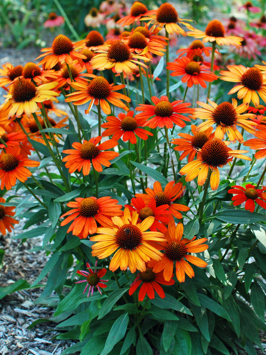 Echinacea Kismet® Intense Orange (Coneflower)