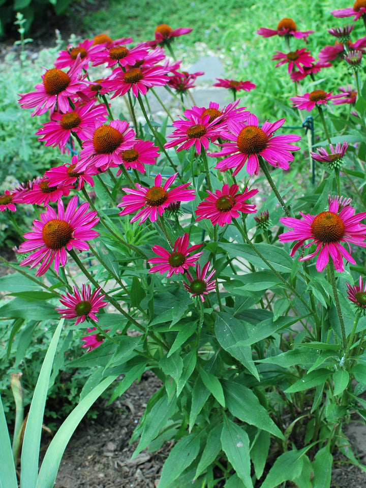 Echinacea Kismet® Raspberry (Coneflower)