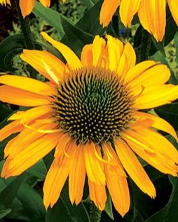 Echinacea Kismet® Yellow (Coneflower)