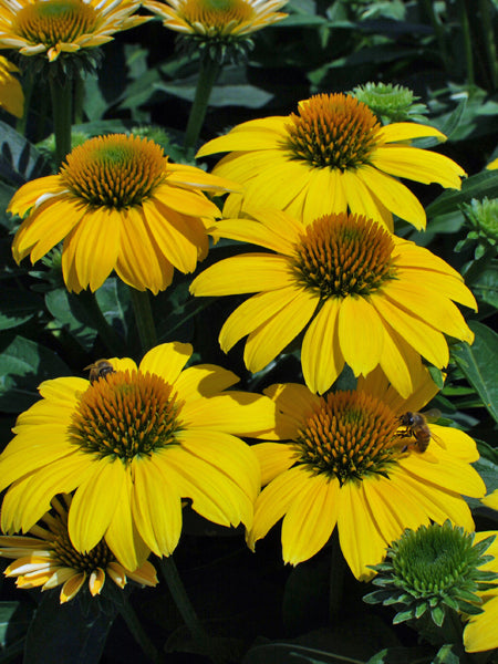 Echinacea Sombrero® Lemon Yellow Improved (Coneflower)