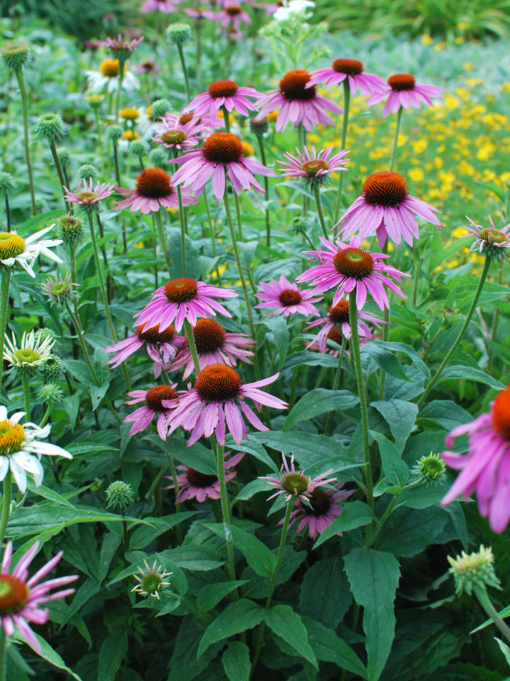 Echinacea purpurea 'Magnus' (Coneflower)