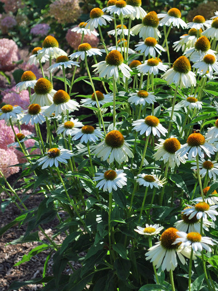 Echinacea purpurea 'PowWow White' (Coneflower)