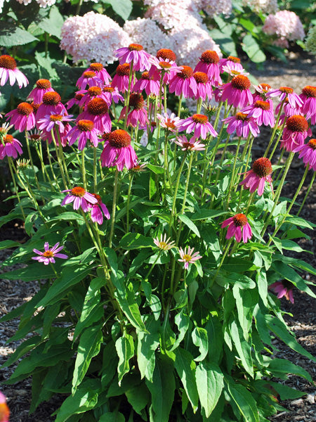 Echinacea purpurea 'PowWow Wild Berry' (Coneflower)