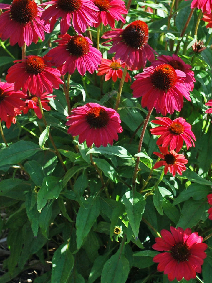 Echinacea Sombrero® Baja Burgundy (Coneflower)