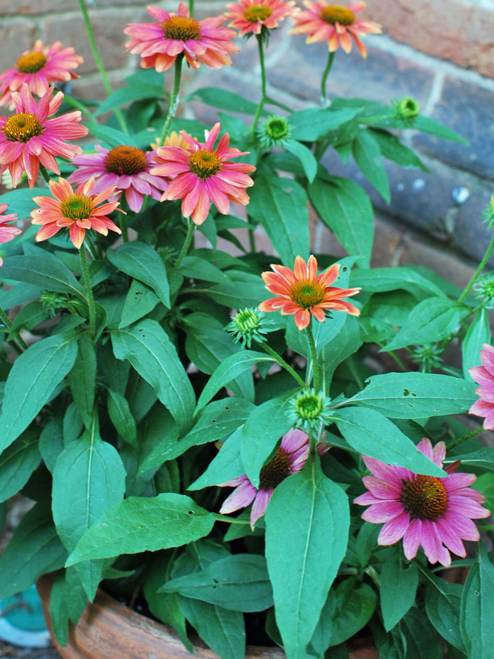 Echinacea Sombrero® Tres Amigos (Coneflower)