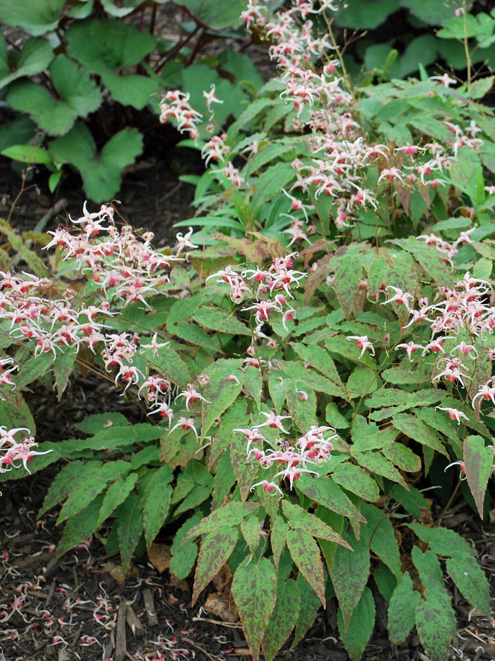 Epimedium 'Pink Champagne' (Barrenwort)