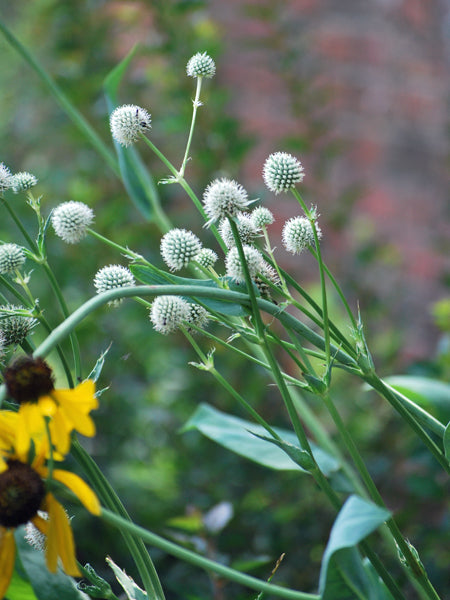 Eryngium yuccifolium (Rattlesnake master)