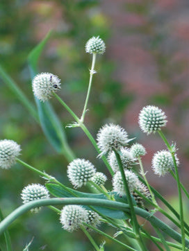 Eryngium yuccifolium (Rattlesnake master)