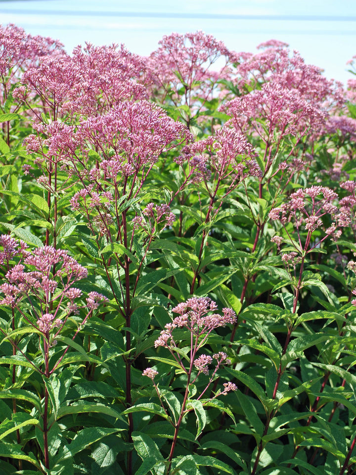 Eupatorium dubium 'Baby Joe' (Dwarf Joe Pye Weed)