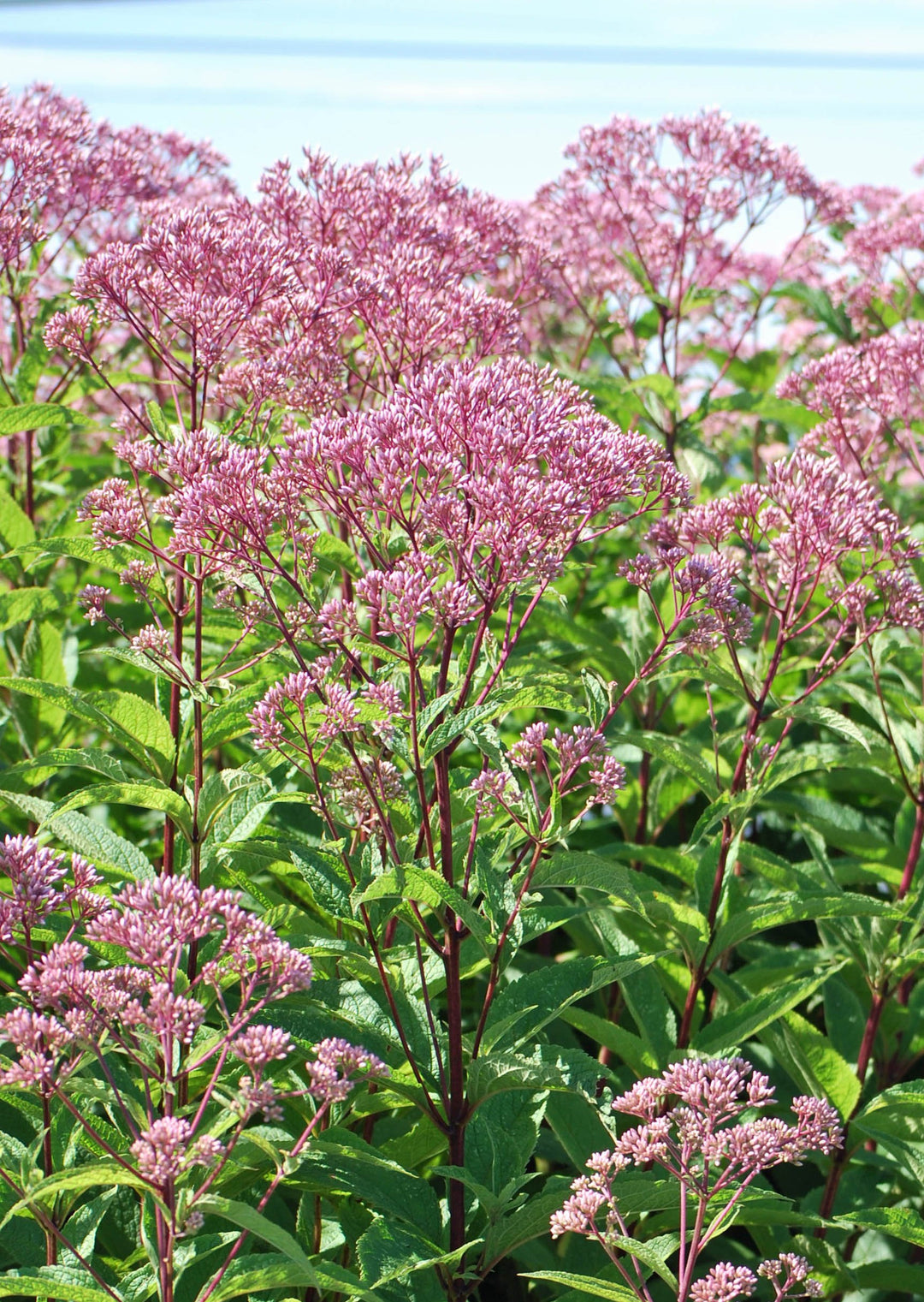 Eupatorium dubium 'Baby Joe' (Dwarf Joe Pye Weed)