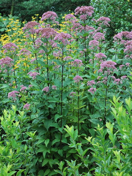 Eupatorium maculatum 'Gateway' (Joe Pye Weed)