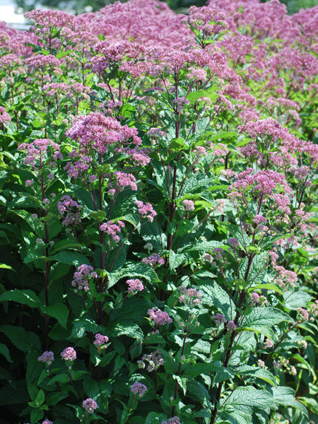 Eupatorium dubium 'Little Joe' (Dwarf Joe Pye Weed)