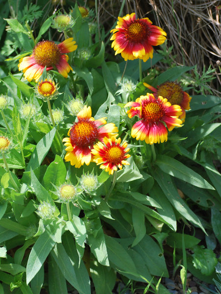 Gaillardia x grandiflora 'Arizona Sun' (Blanket Flower)