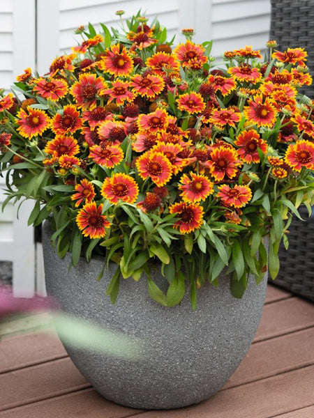 Gaillardia SpinTop™ 'Orange Halo' (Blanket Flower)