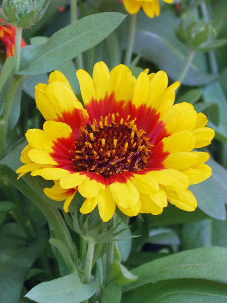 Gaillardia Spintop™ ‘Red Starburst’ (Blanket Flower)