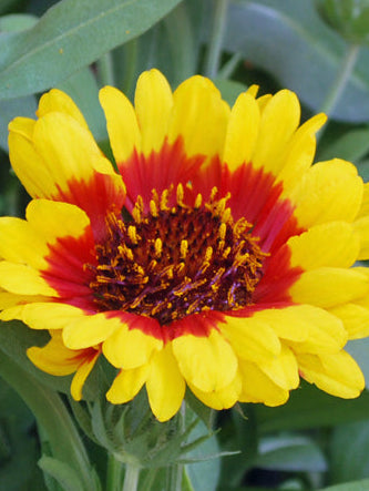 Gaillardia Spintop™ ‘Red Starburst’ (Blanket Flower)