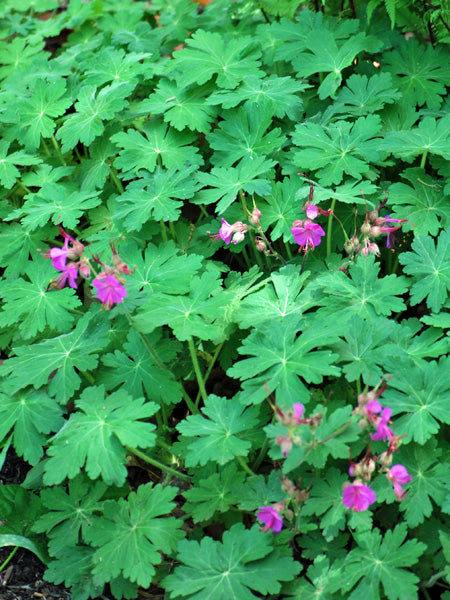 Geranium macrorrhizum 'Bevan's Variety' (Bigroot Geranium)