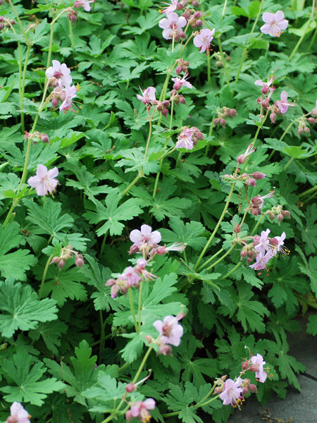 Geranium macrorrhizum 'Ingwersen's Variety' (Bigroot Geranium)