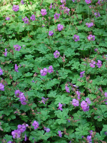 Geranium cantabrigiense 'Karmina' (Cranesbill)